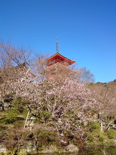 清水寺 放生池の桜2016