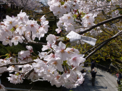 弊舗前の桜の画像