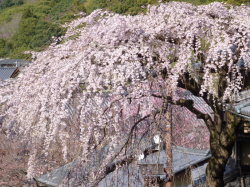産寧坂の桜の画像