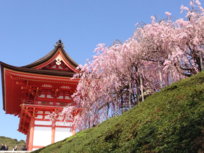 清水寺　境内の垂れ桜　(2013.04.8撮影）
