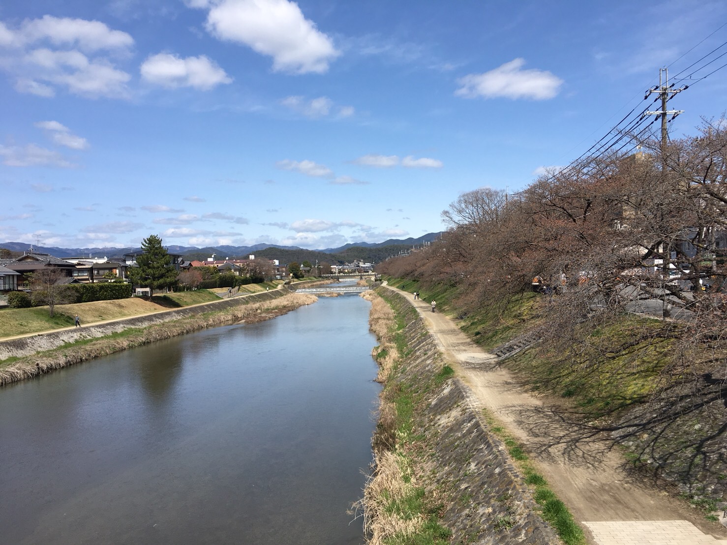 高野川沿い　桜並木